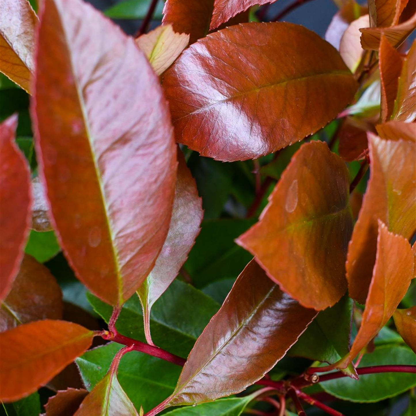 Photinia x fraseri Red Robin | Christmas berry - Small Tree/Shrub - Clear ministem 40cm - Height 80-90cm - 7lt