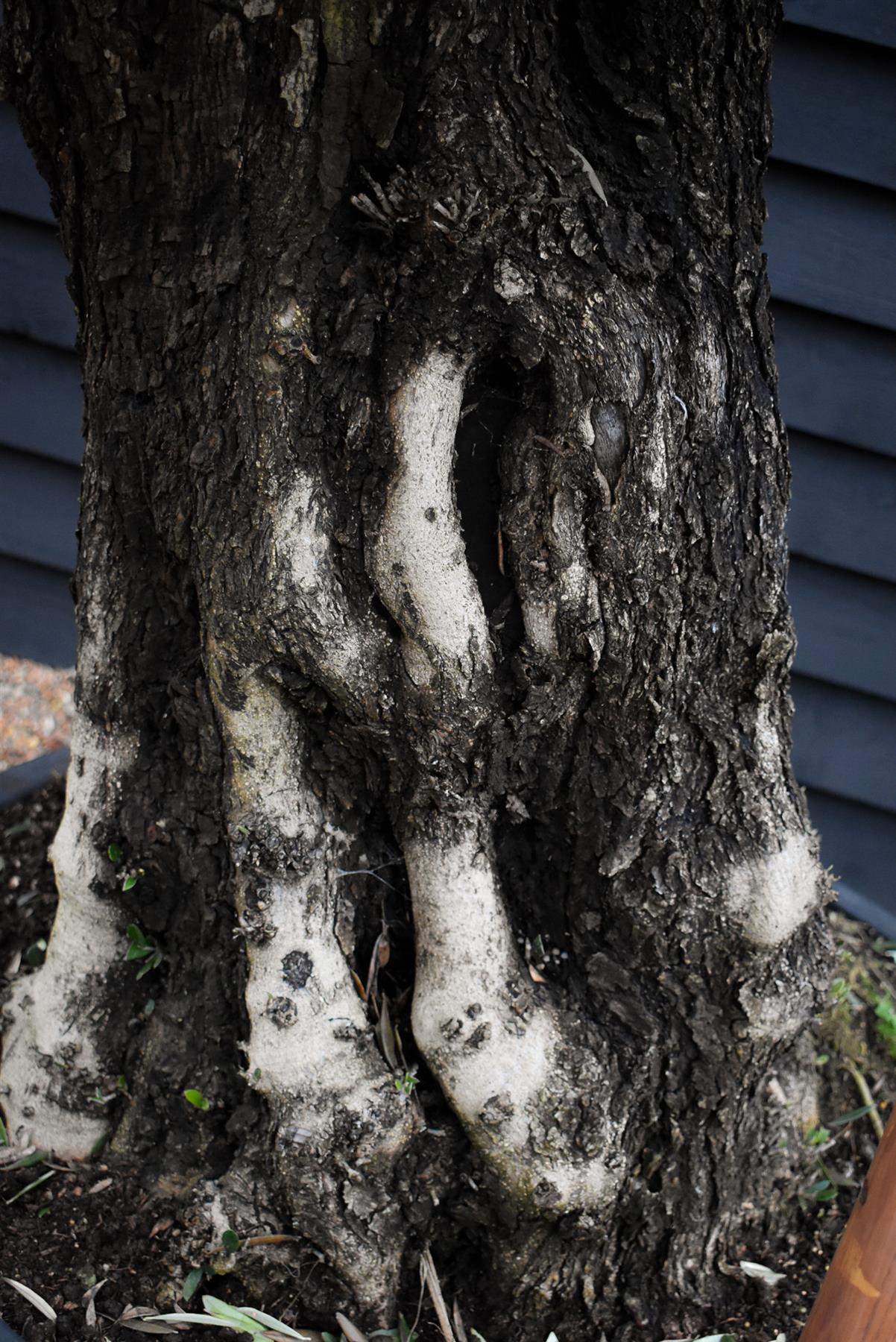 Olive Tree |  Olea Europea - Specimen - Leaning gnarly - Trunk height 80cm - Height 180-200cm - Girth 115cm - 240lt