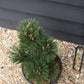 Pinus leucodermis 'Malinki' | Pinus leucodermis 'Malinki' - Height - 55cm - Width 35-40cm - 8lt