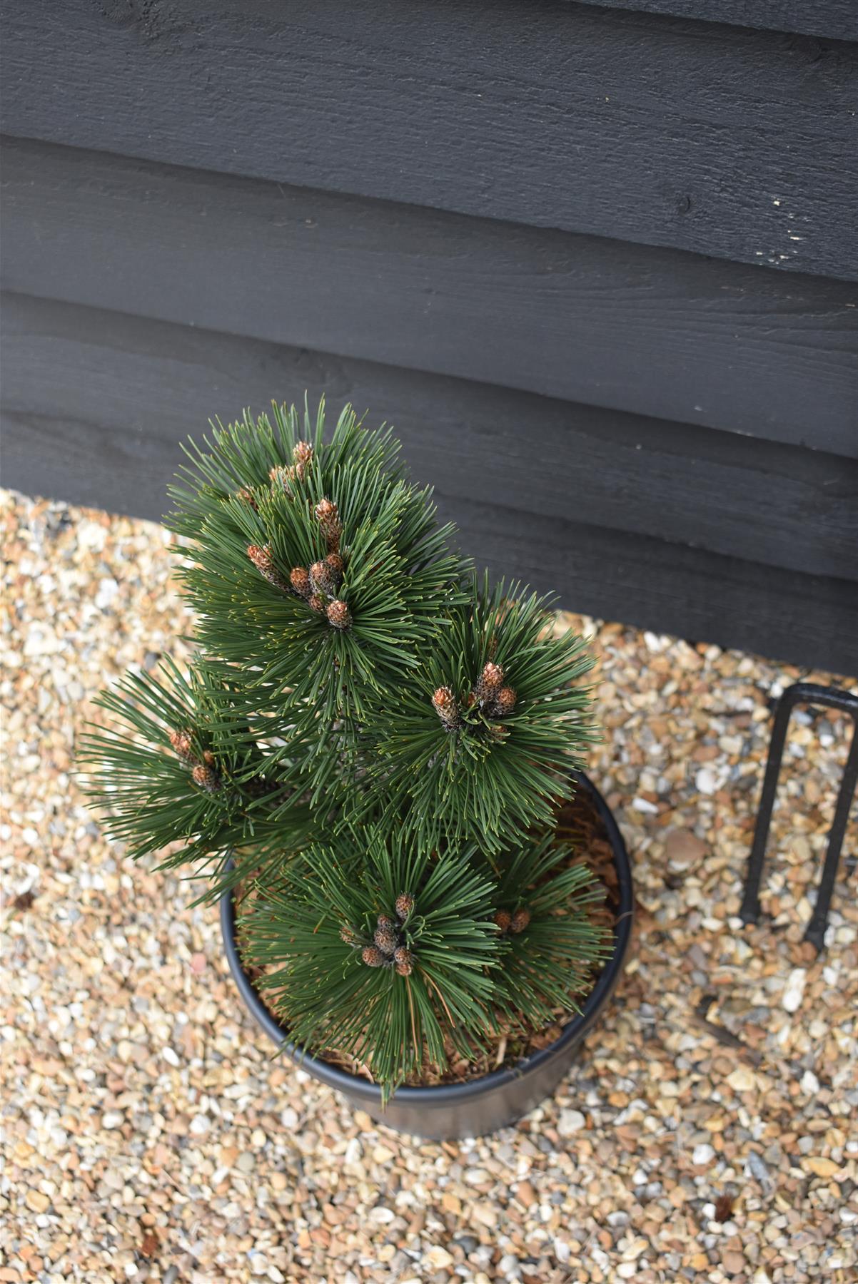 Pinus leucodermis 'Malinki' | Pinus leucodermis 'Malinki' - Height - 55cm - Width 35-40cm - 8lt