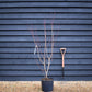 Cornus Florida Rubra | Dogwood - Height 150-170cm - 25lt