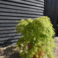 Acer dissectum 'Viridis' | Japanese maple Viride - 150-170cm - 1/2 std - 110lt