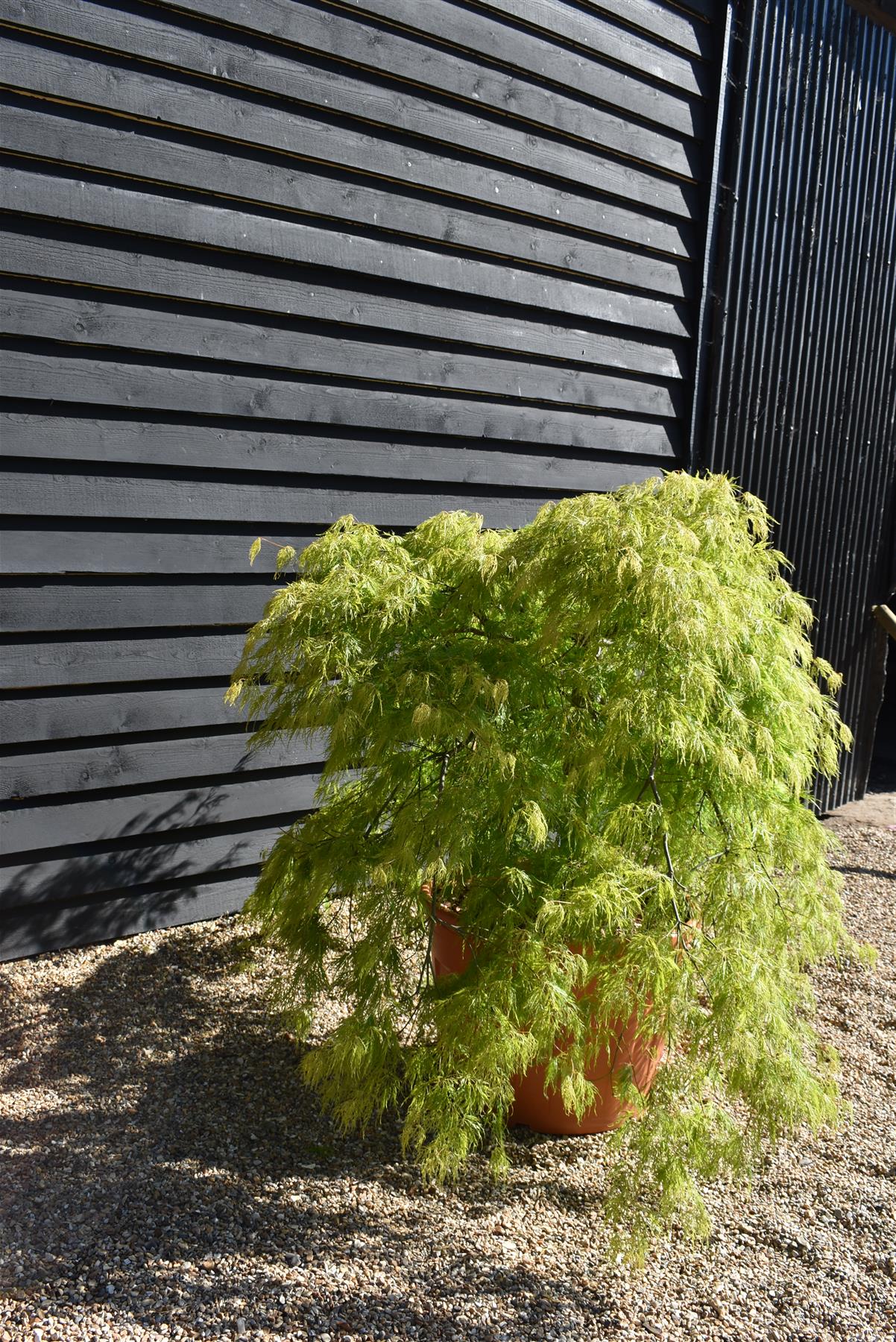 Acer dissectum 'Viridis' | Japanese maple Viride - 150-170cm - 1/2 std - 110lt