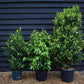 Portuguese Laurel | Prunus lusitanica - Bushy - 140-160cm - 20lt