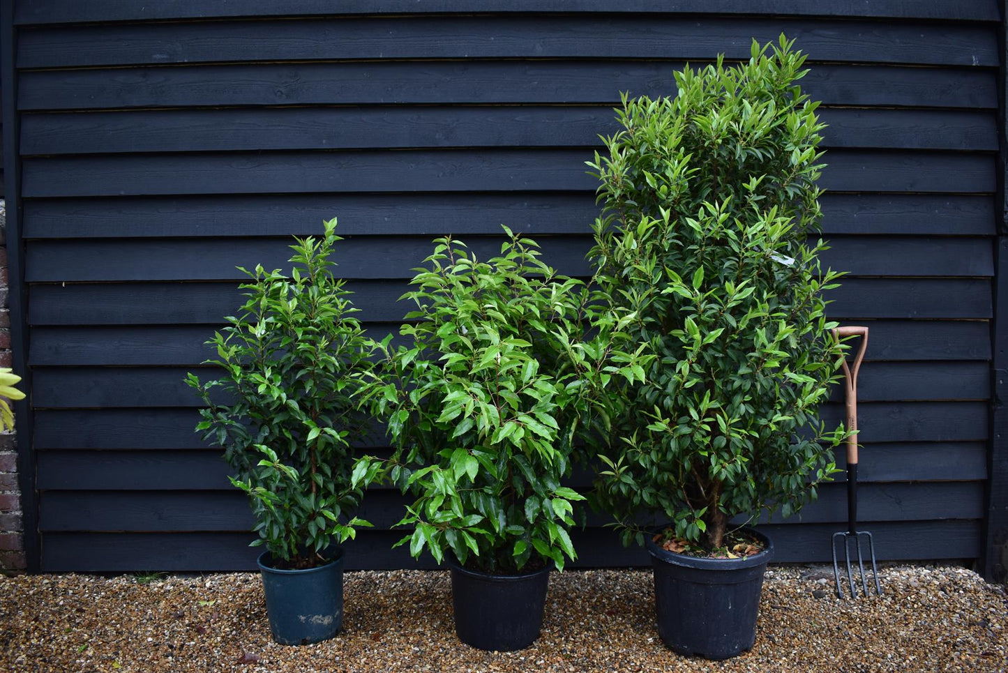 Portuguese Laurel | Prunus lusitanica - Bushy - 140-160cm - 20lt