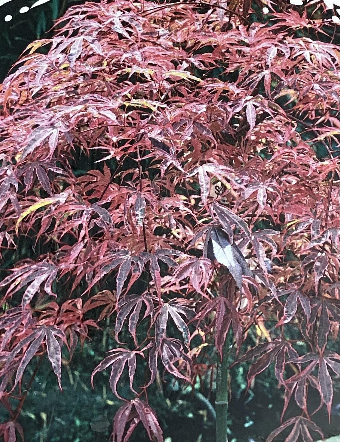 Acer Palmatum 'Shirazz' | Japanese Maple - Bushy - 110-140cm - 15lt ...