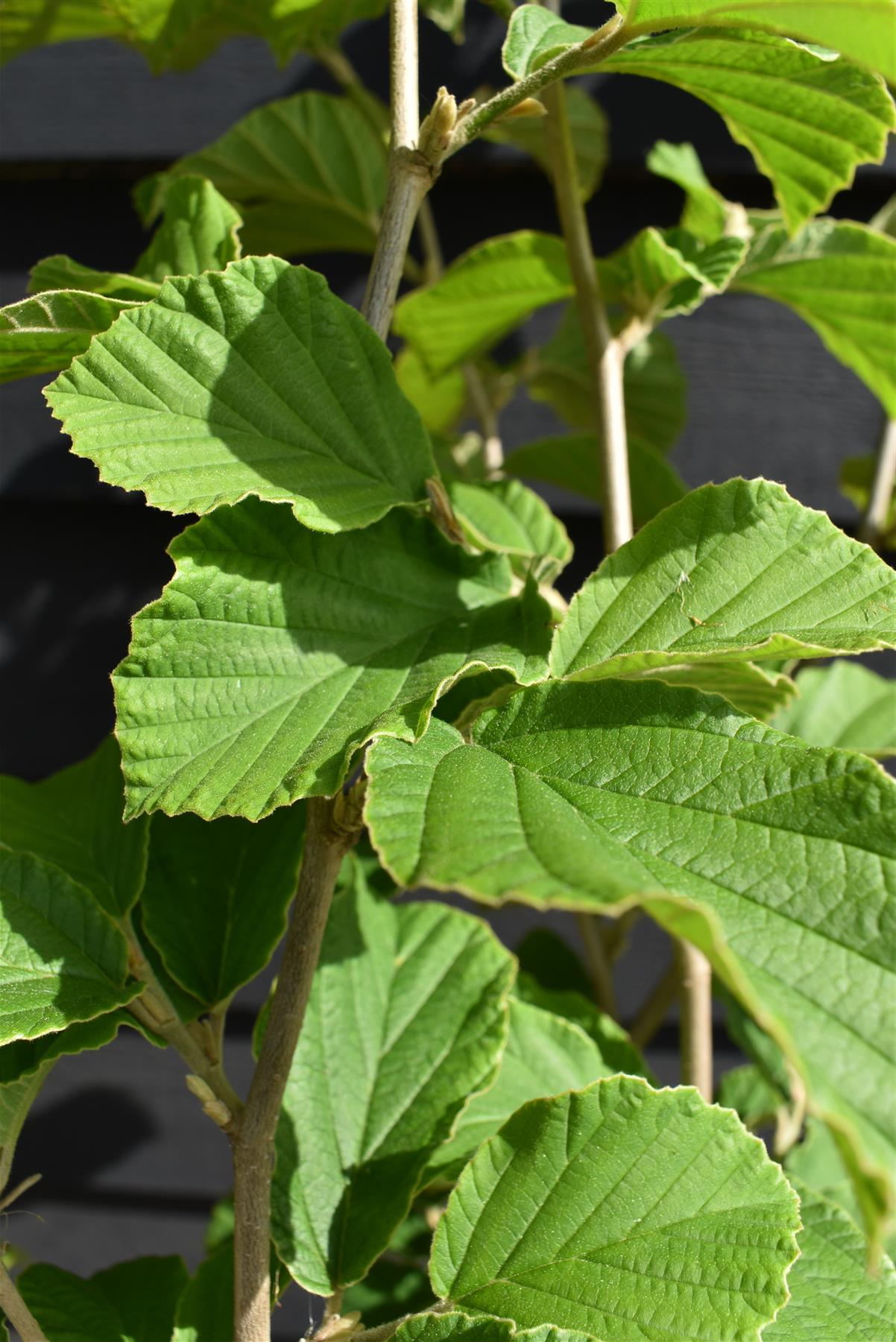 Hamamelis x intermedia 'Jelena' | Witch hazel - Height 130-160cm - 25lt