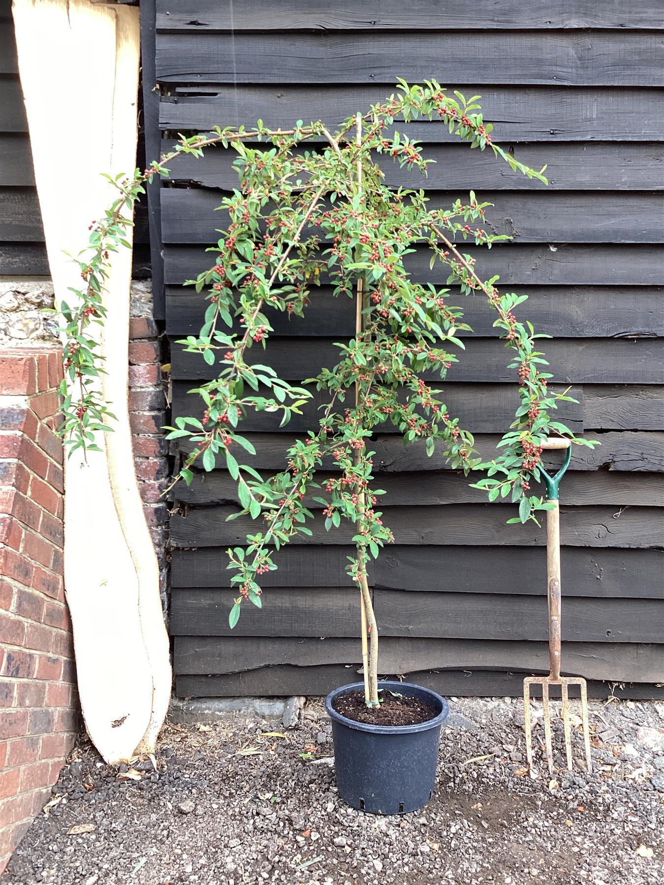 Cotoneaster 'Hybridus Pendulus' | Weeping Cotoneaster - 180-200cm, 20lt