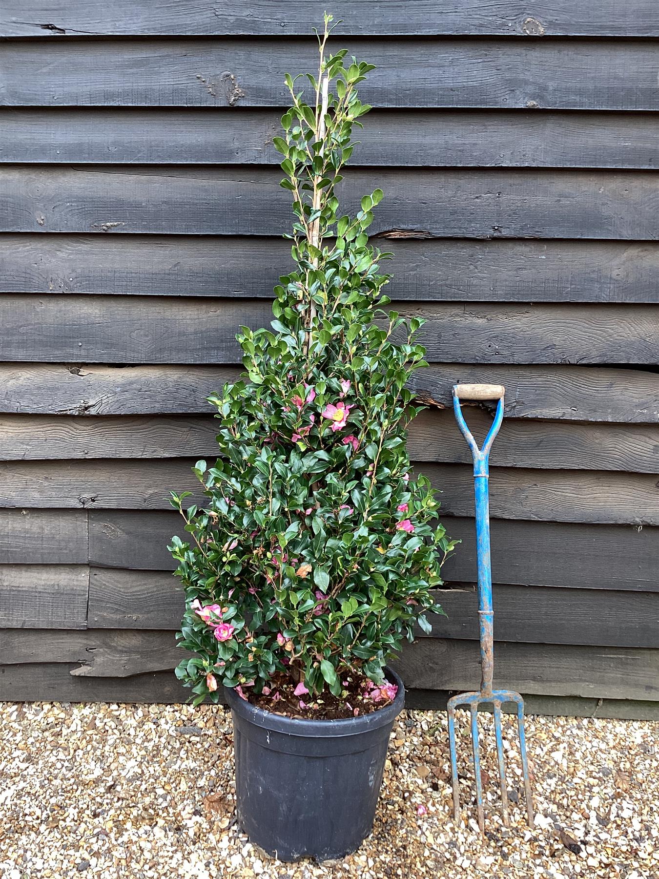 Camellia sasanqua - Bush - Large Shrub - Pink - Cleopatra - Height 140cm - Width 60cm - 30lt