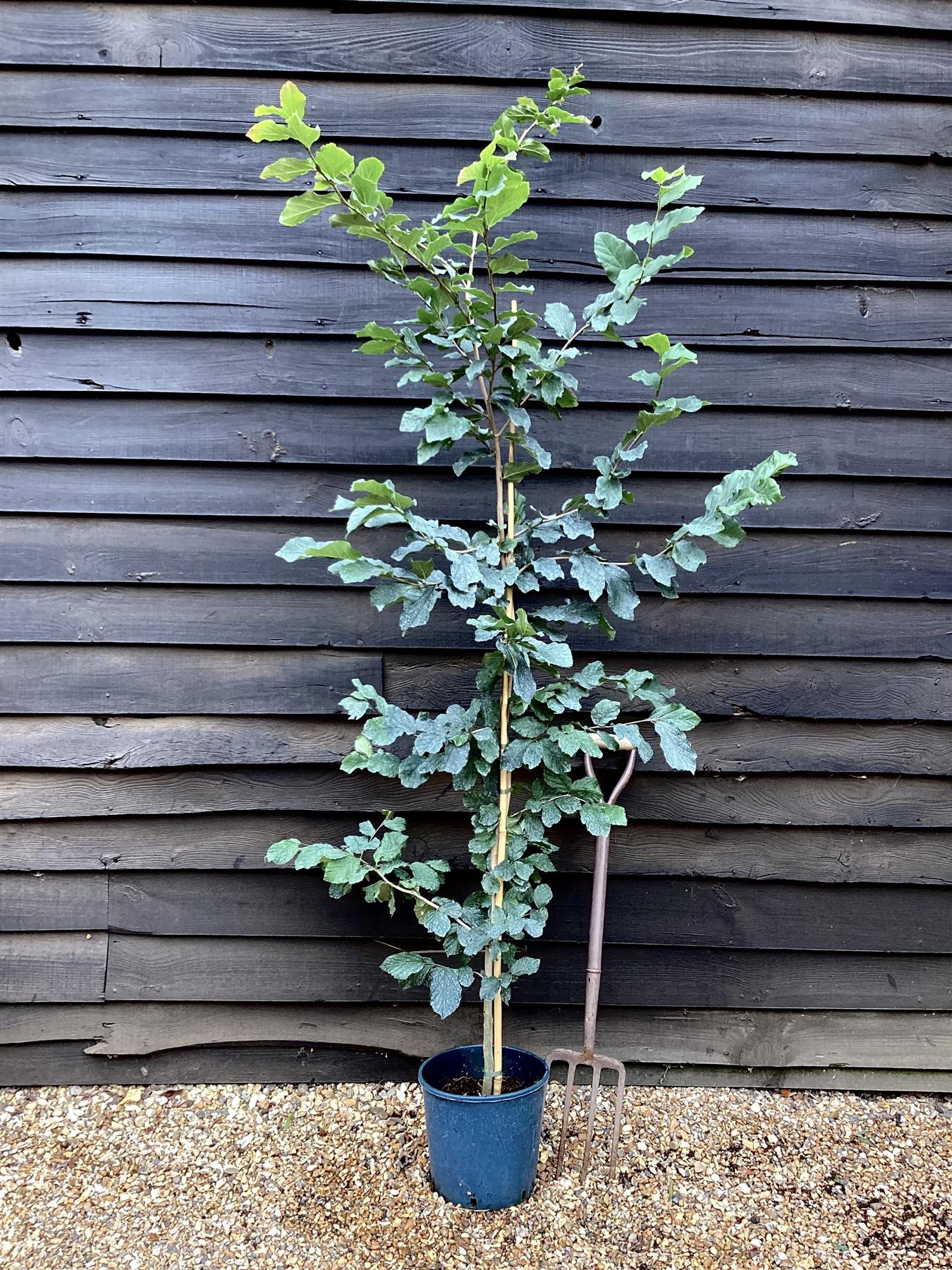 Holm Oak | Evergreen Oak | Quercus ilex |  - Height 160-180cm - 12lt