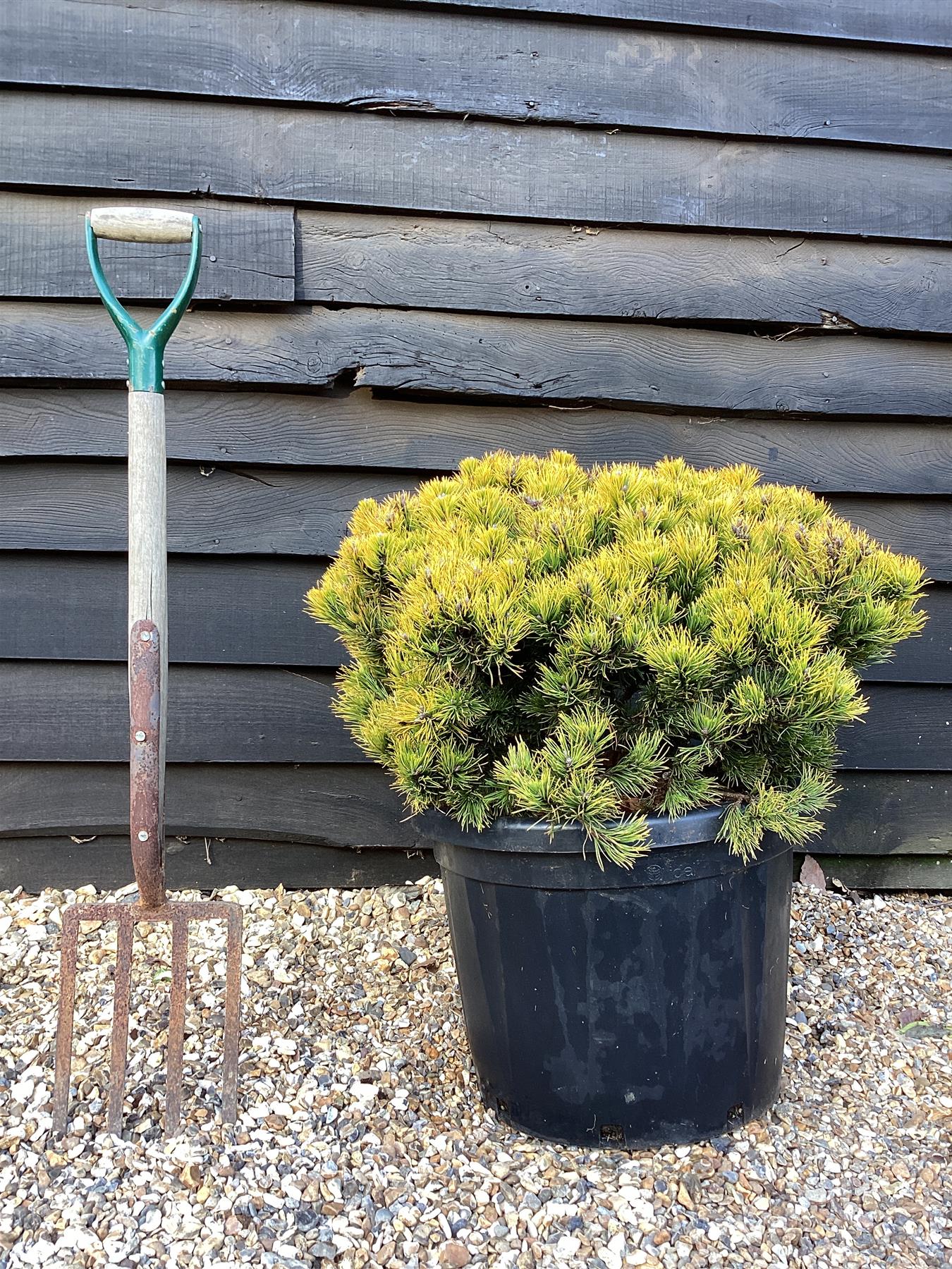 Pinus mugo 'Carsten's Wintergold' - Height 80cm - Width 50-60cm - 45lt