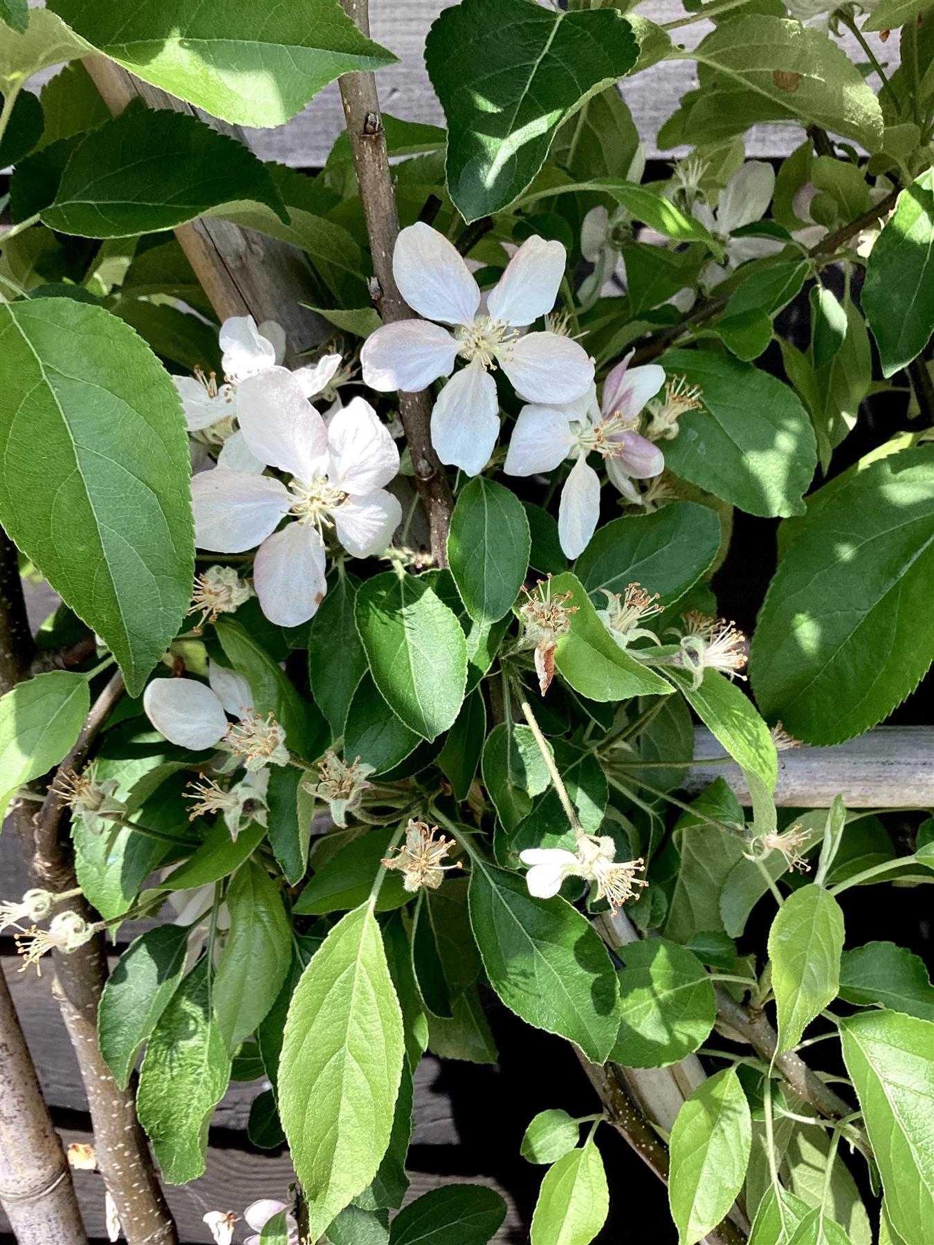 Apple tree 'Discovery' espalier | Malus domestica - 120-150cm - 45lt