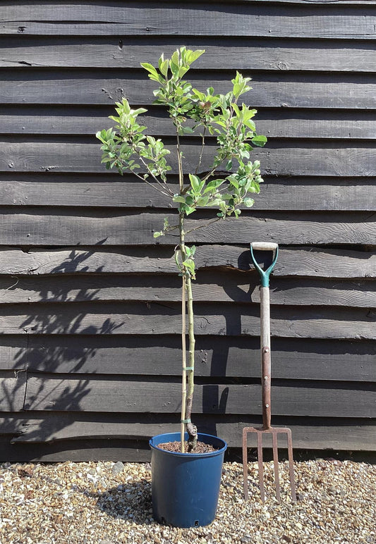 Apple tree 'James Grieve' | Malus domestica - 150-160cm - 10lt