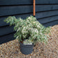 Lawsons Cypress | Chamaecyparis lawsoniana 'Pearly Swirls' - Height 30-40cm - 10lt