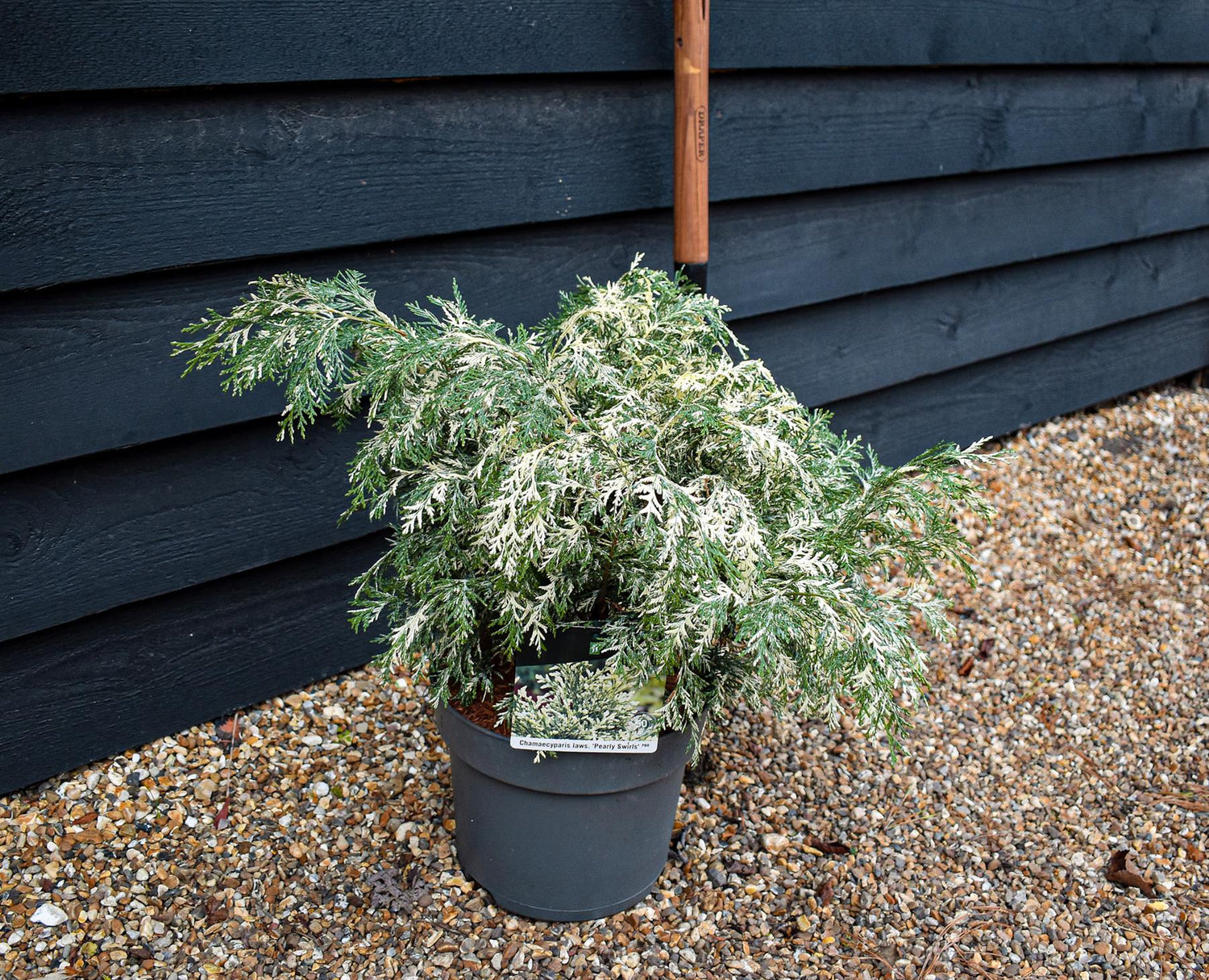 Lawsons Cypress | Chamaecyparis lawsoniana 'Pearly Swirls' - Height 30-40cm - 10lt