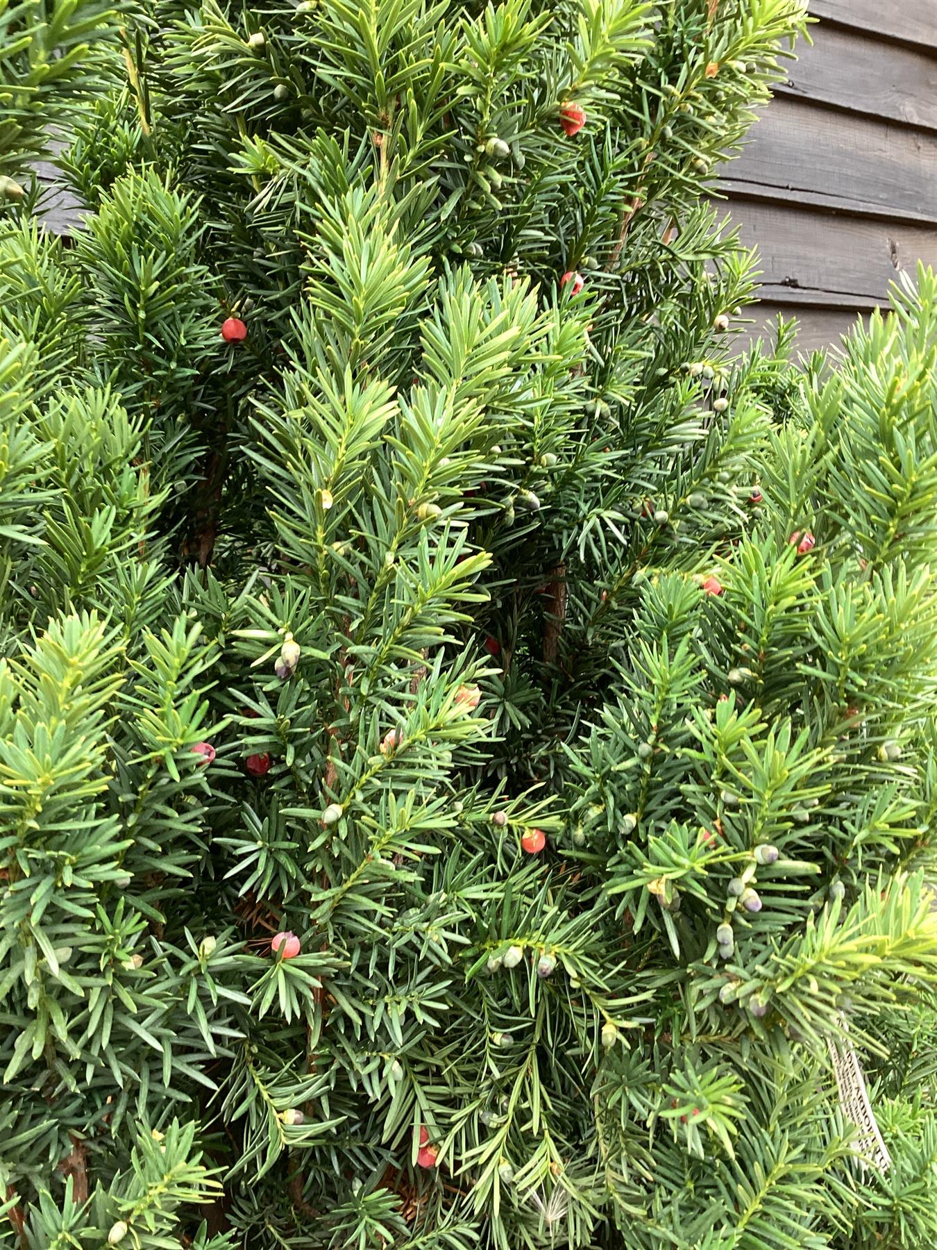 Taxus Media 'Hillii' | Yew Tree/Large Shrub - Upright Taxus - Bushy - Height 160-180cm - 130lt