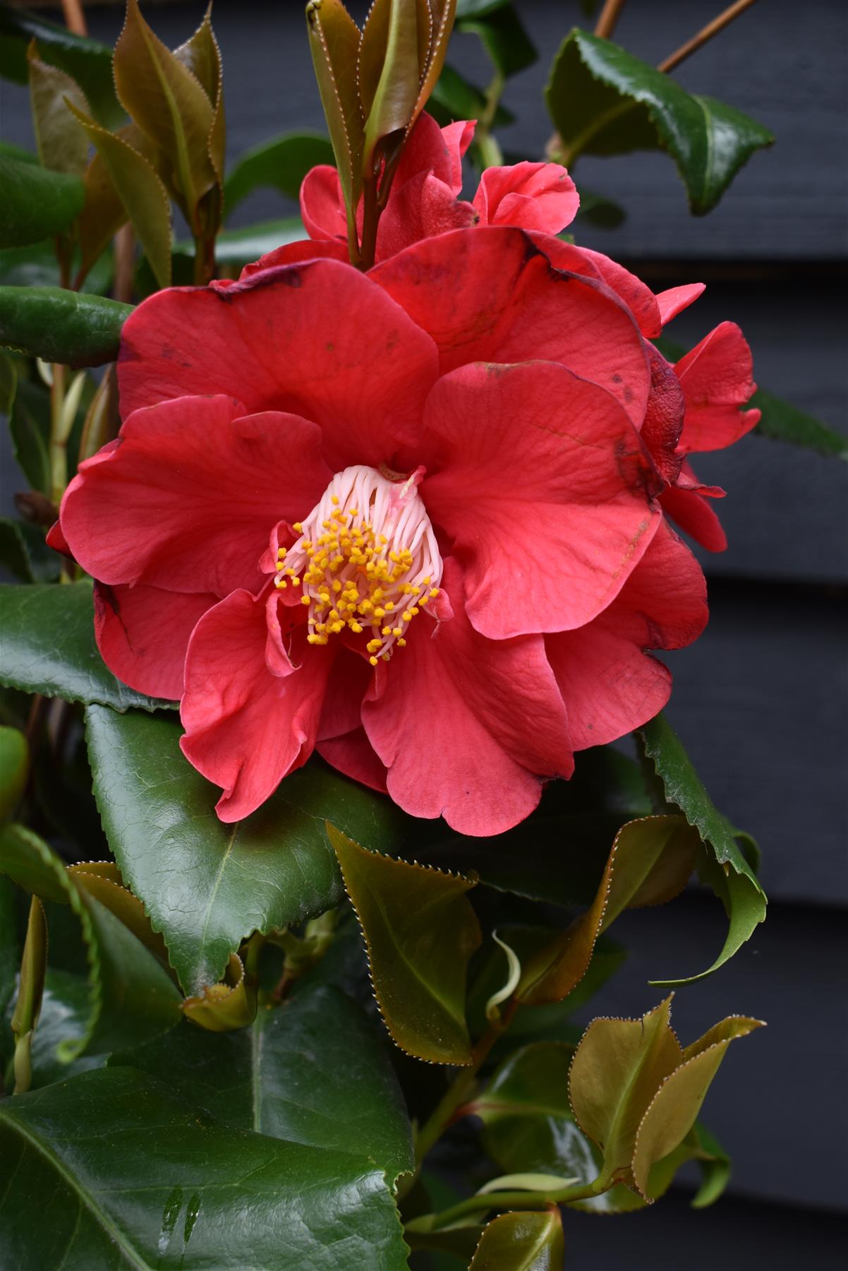 Camellia Dr King -  60-70cm -12lt