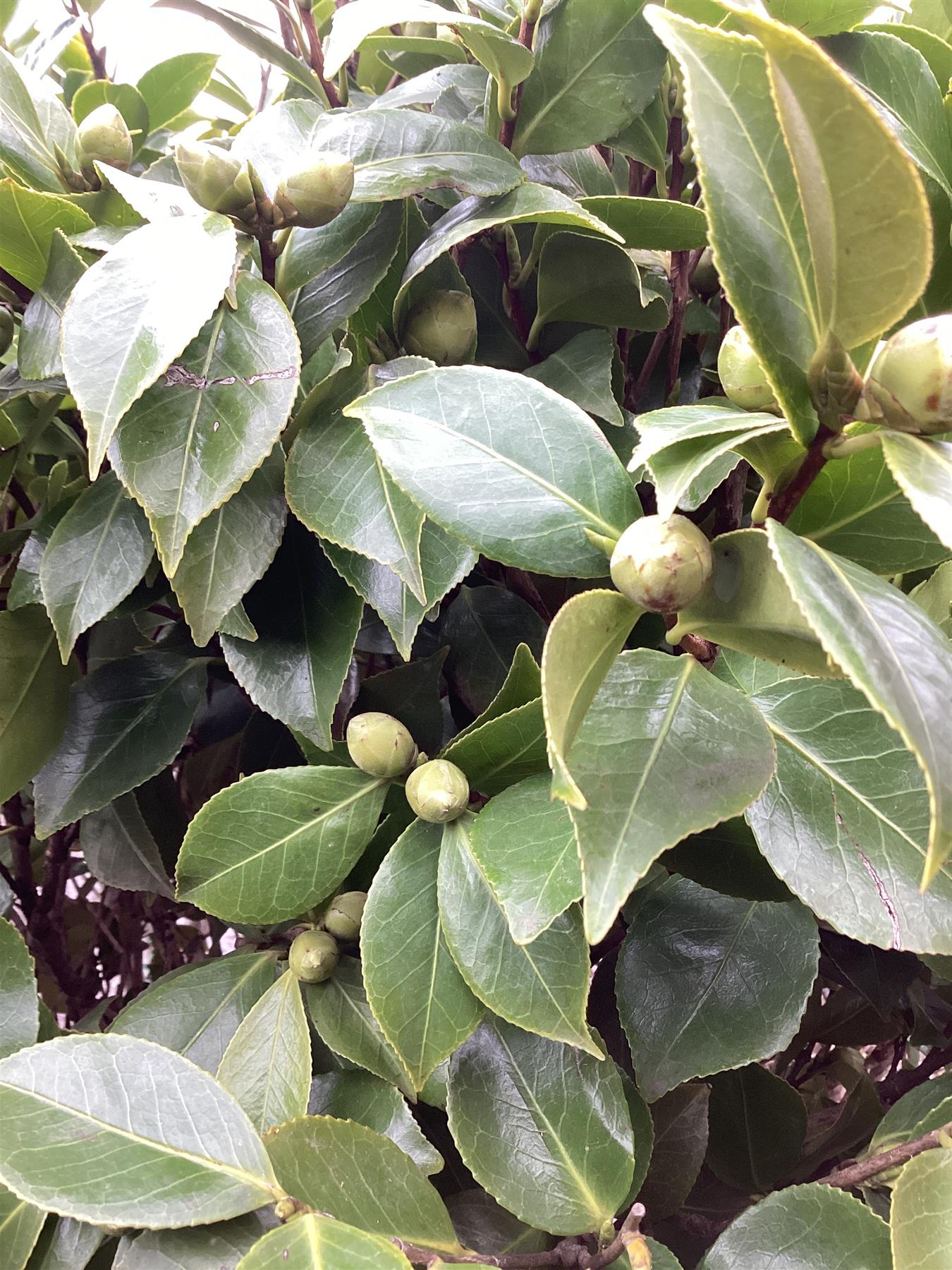 Camellia Japonica 'Fungo' |  Japanese Camellia - 400cm -180lt