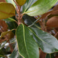 Magnolia grandiflora Little Gem | Southern Magnolia ‘Little Gem’ - Standard - Girth 12-14cm - Height 300-350cm - 110lt