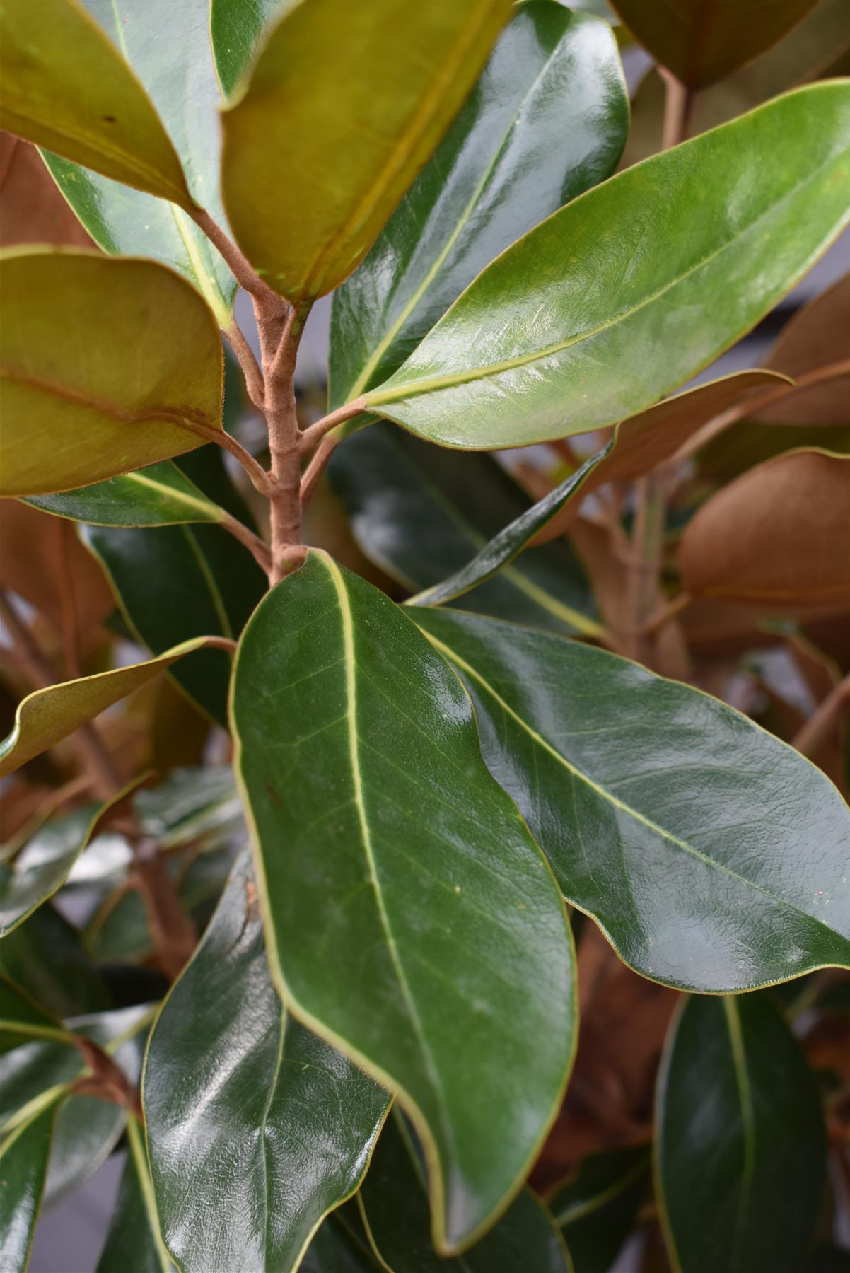 Magnolia grandiflora Little Gem | Southern Magnolia ‘Little Gem’ - Standard - Girth 12-14cm - Height 300-350cm - 110lt