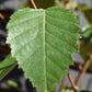 Betula albosinensis 'Fascination' | Chinese Red Birch - Height 300-320cm - 12lt