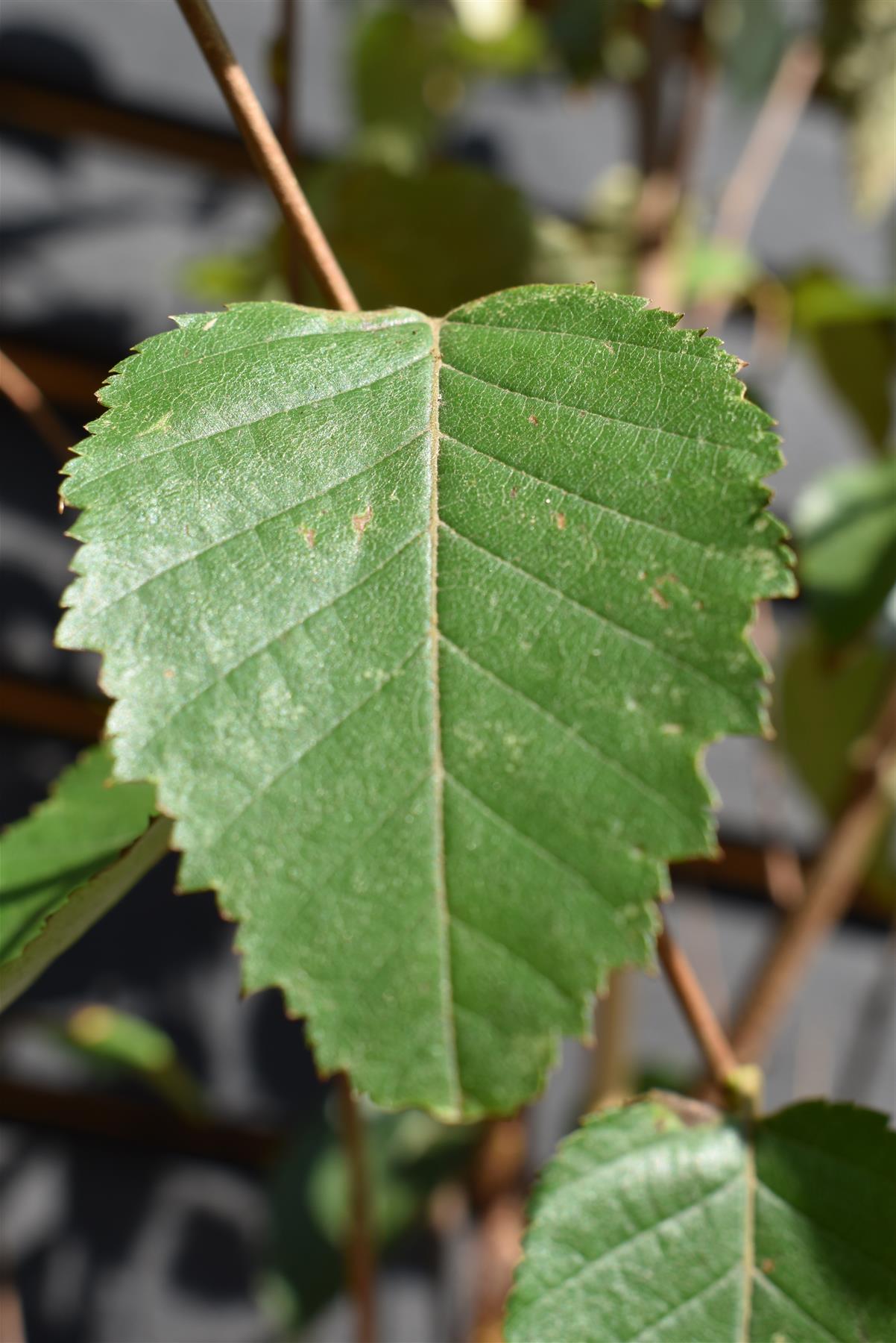 Betula albosinensis 'Fascination' | Chinese Red Birch - Height 300-320cm - 12lt