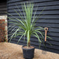 Cordyline indivisa | Mountain Cabbage Tree - 120-180cm - 40lt