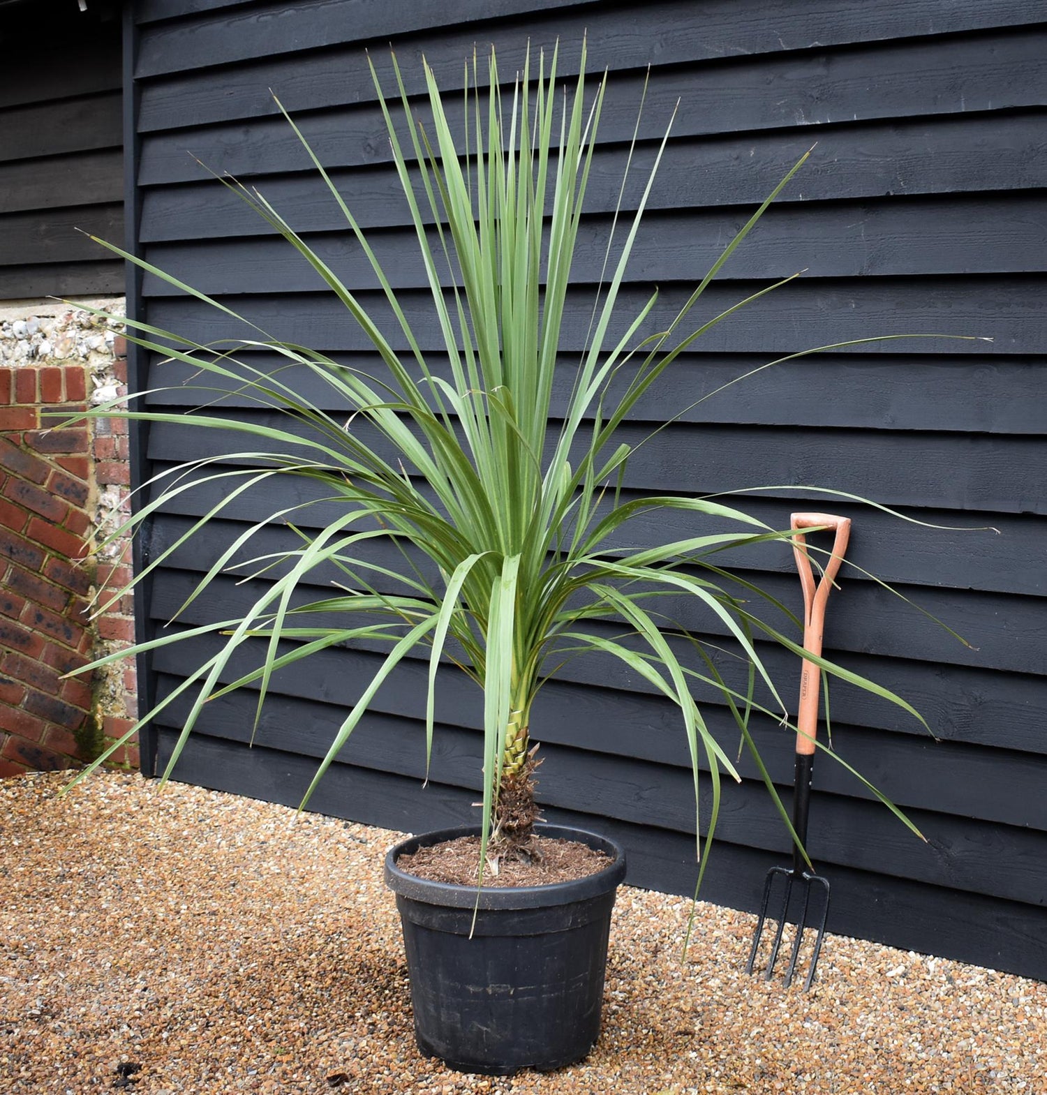 Cordyline indivisa | Mountain Cabbage Tree - 120-180cm - 40lt