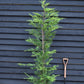 Cupressocyparis x leylandii - 150-160cm - 20lt