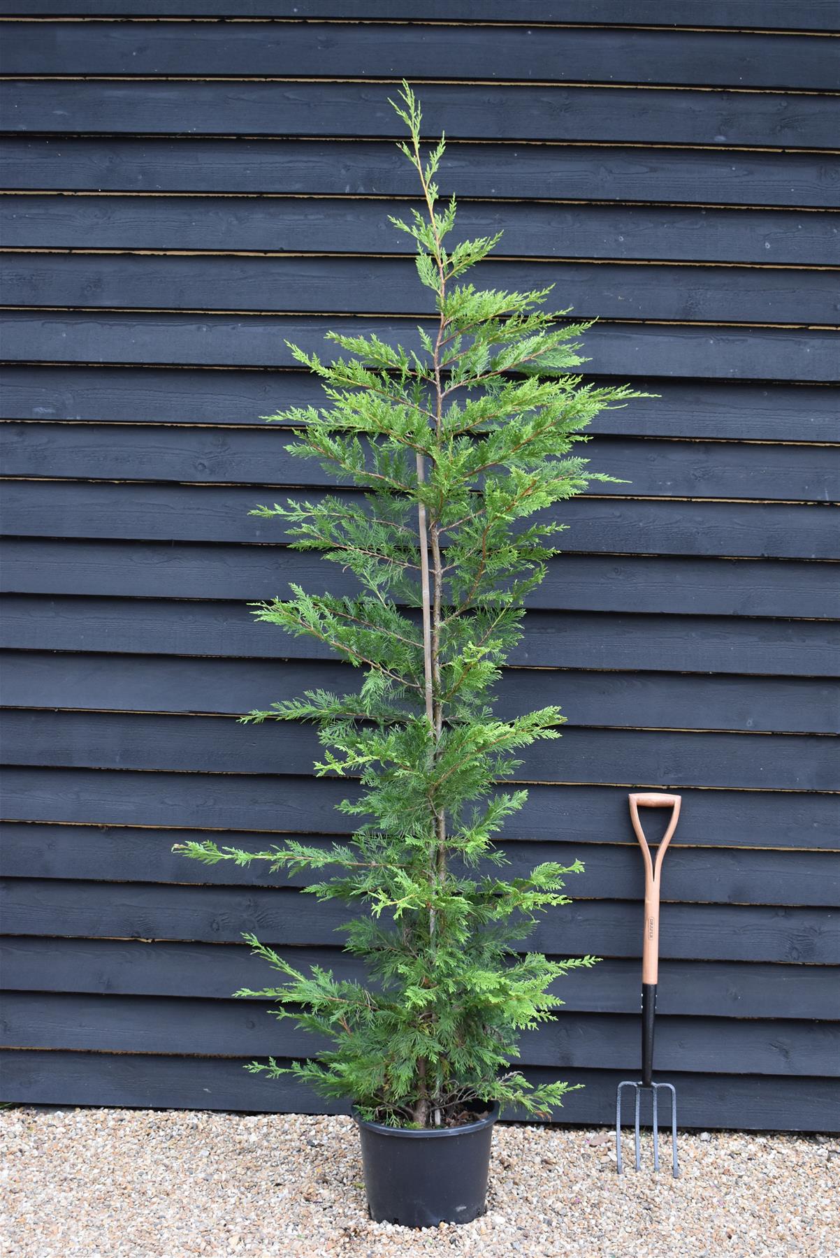 Cupressocyparis x leylandii - 150-160cm - 20lt