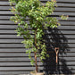 Acer griseum | Paperback Maple - 210-230cm - 50lt