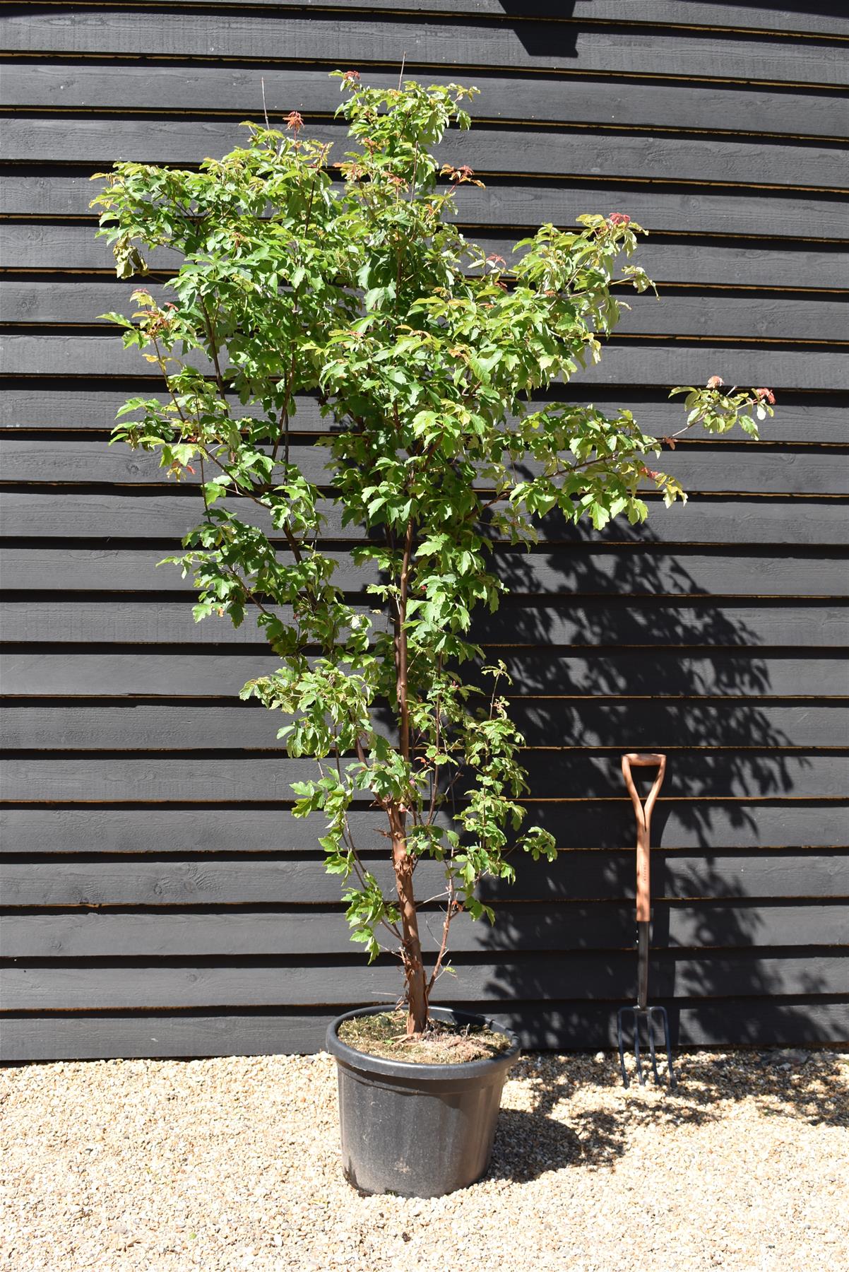 Acer griseum | Paperback Maple - 210-230cm - 50lt