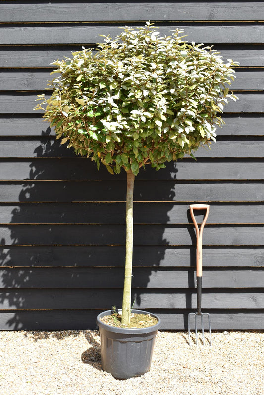 Elaeagnus Ebbingei Compacta | Oleaster 'Compacta' - 1/2 std Clear Stem - 170/180cm, 30lt