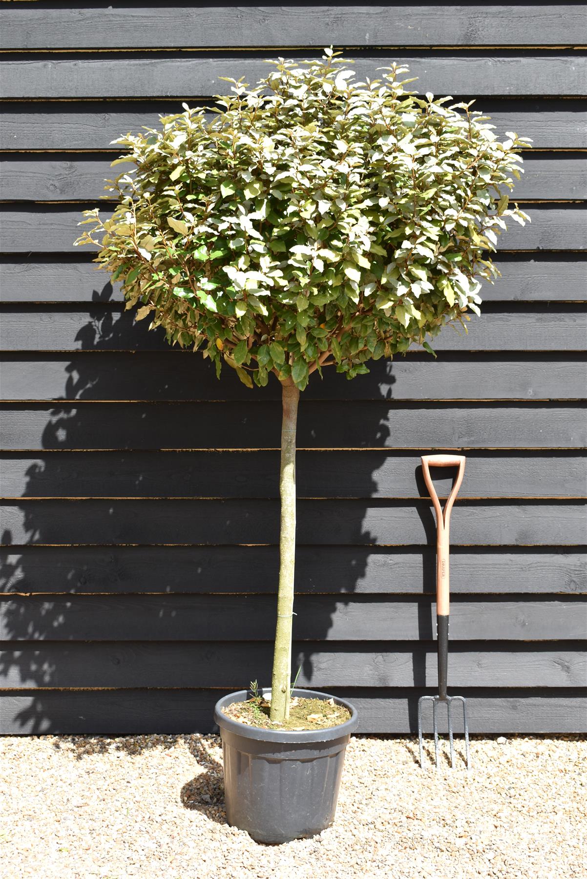 Elaeagnus Ebbingei Compacta | Oleaster 'Compacta' - 1/2 std Clear Stem - 170/180cm, 30lt