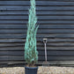 Juniperus scopulorum 'Skyrocket' - 150-170cm - 25lt