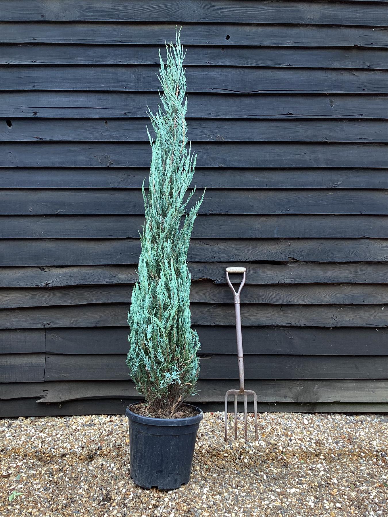 Juniperus scopulorum 'Skyrocket' - 150-170cm - 25lt