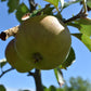 Apple tree 'Bramley's Seedling' | Malus domestica - MM106 - Semi-Dwarfing - Height 150-160cm - 20lt