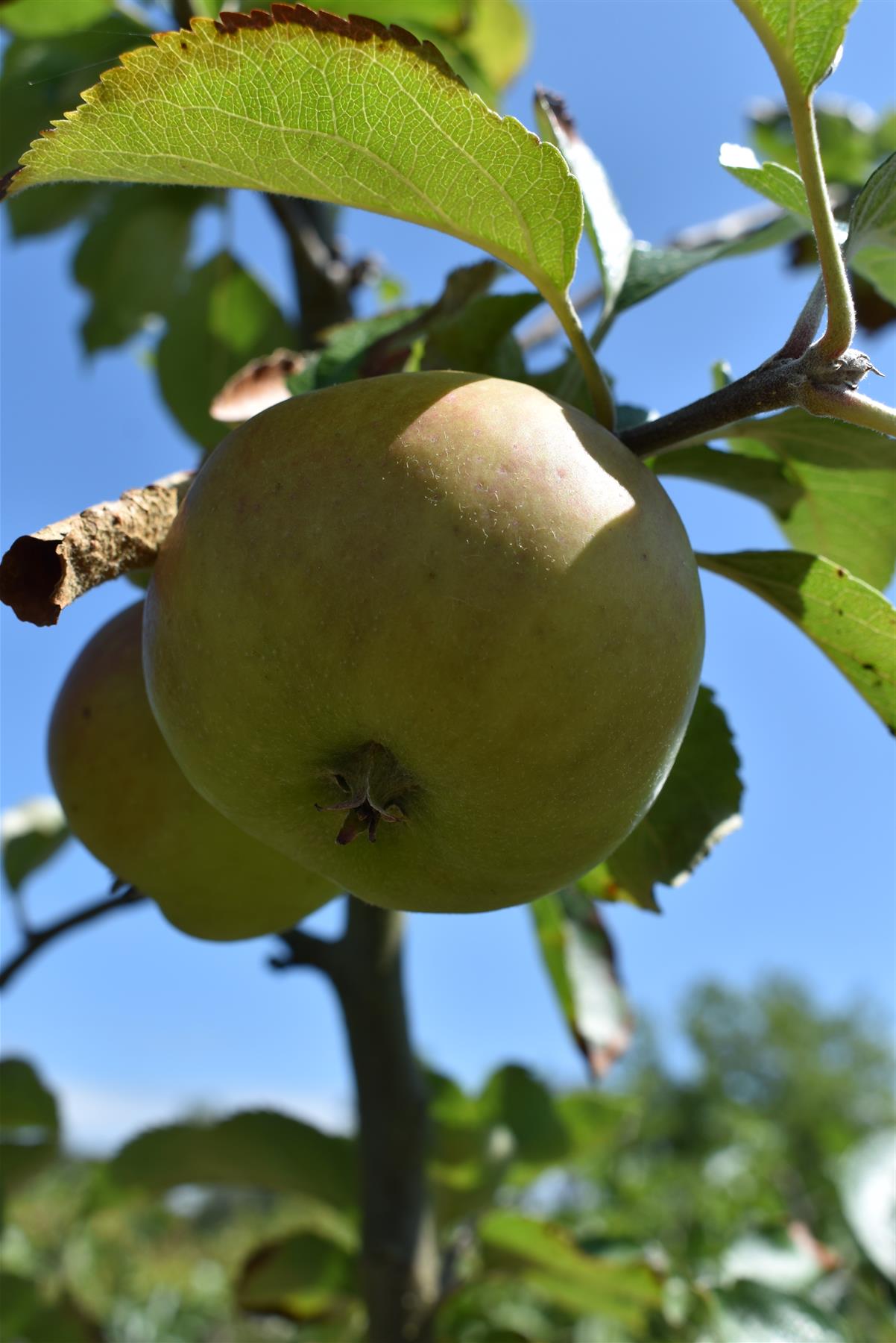 Apple tree 'Bramley's Seedling' | Malus domestica - MM106 - Semi-Dwarfing - Height 150-160cm - 20lt