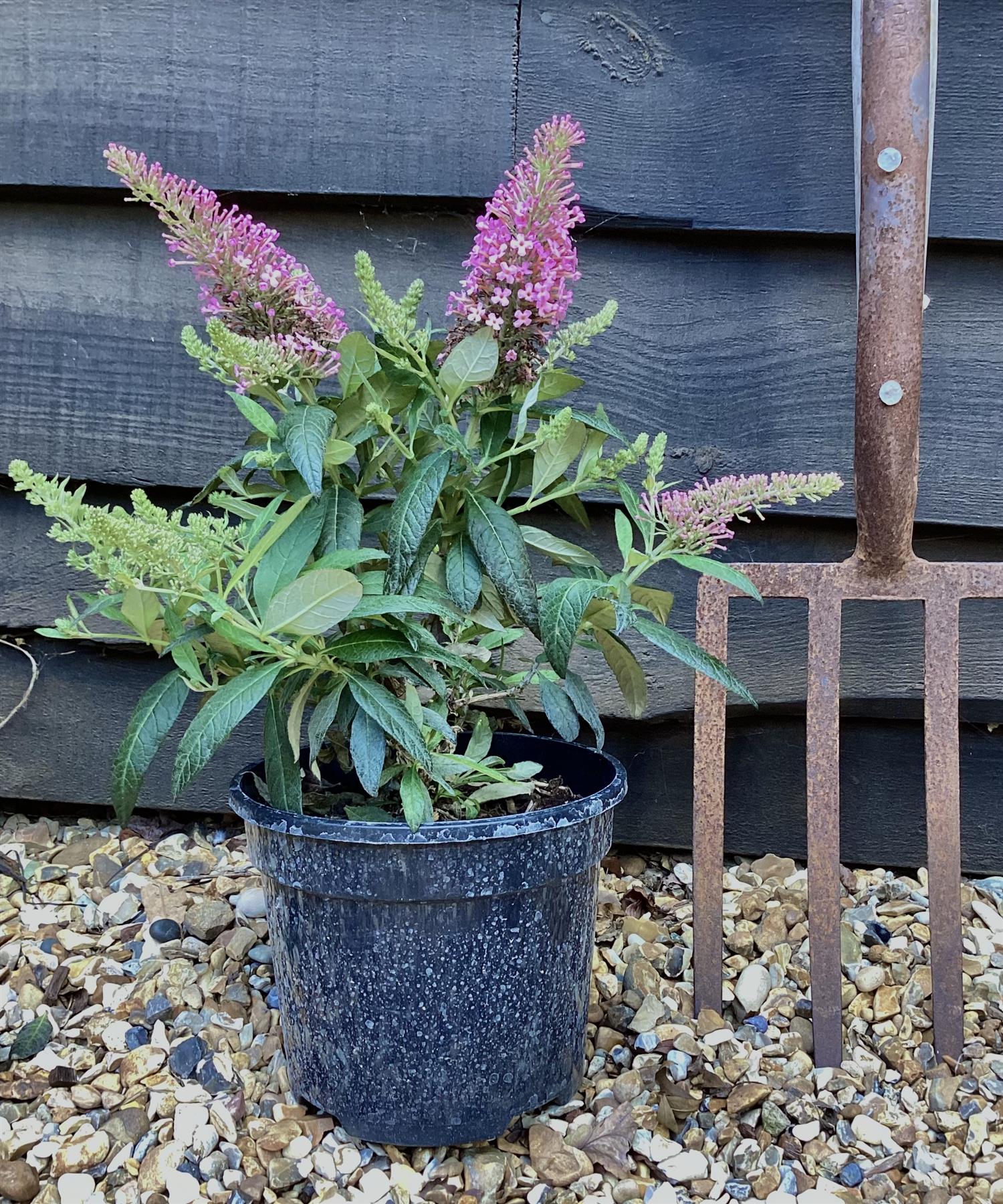 Buddleja 'Butterfly Candy Little Pink' | Butterfly Candy Little Pink Height 10-20cm - 4lt