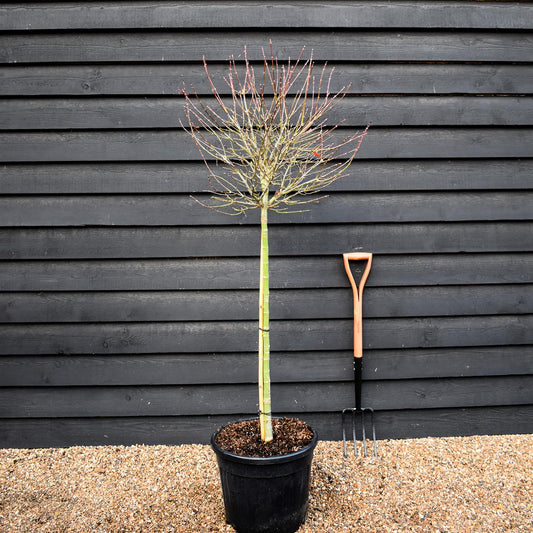 Japanese maple 'Shaina' | Acer palmatum - Clear Stem 90cm - Height 150-180cm - 35lt