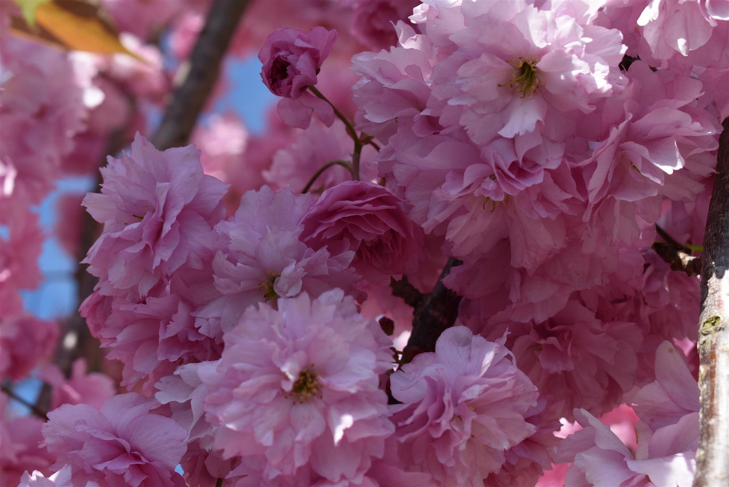 Prunus 'Kiku-shidare-zakura' | Weeping Oriental Cherry (150cm) - 10lt