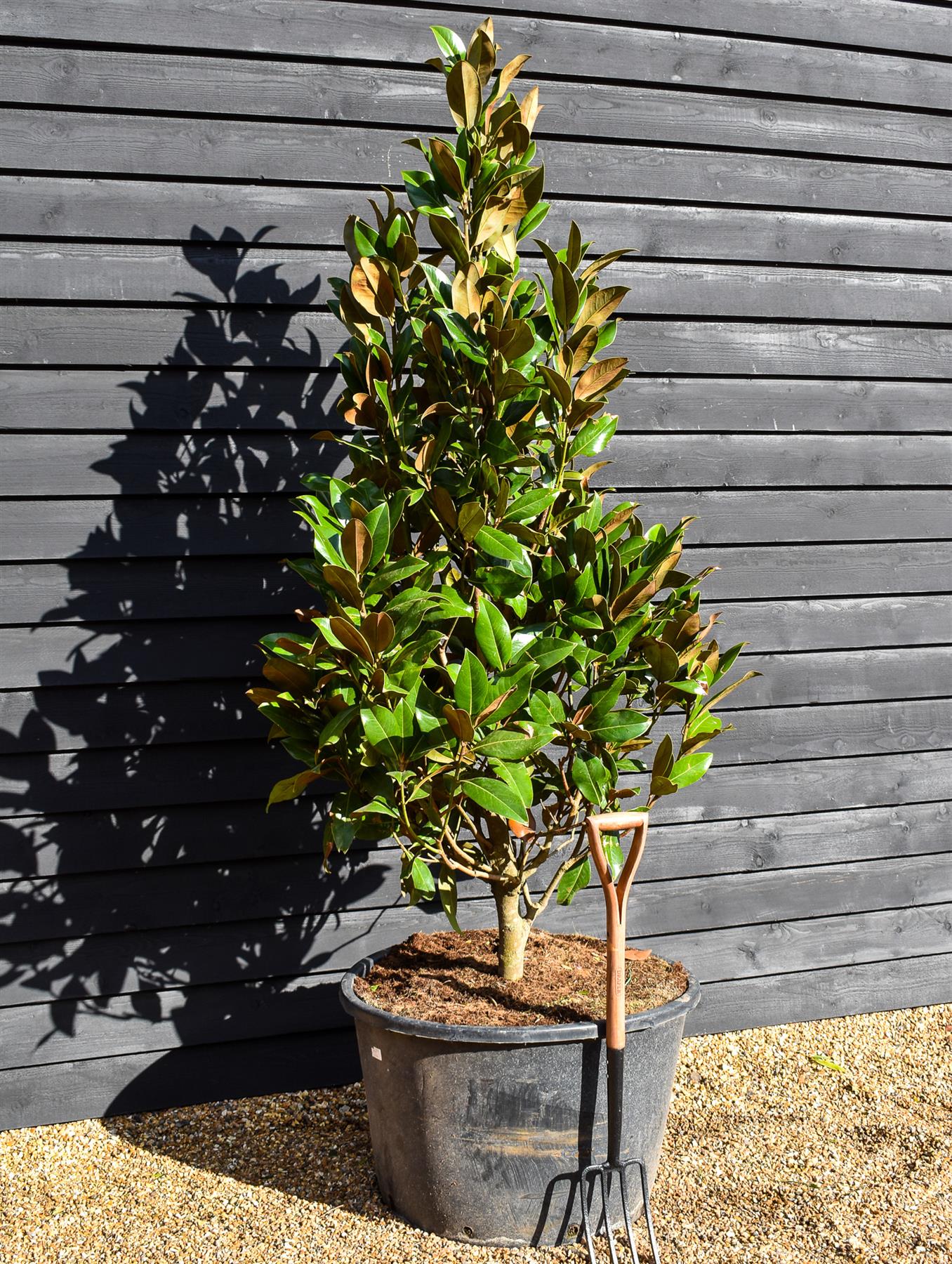 Magnolia grandiflora - Bushy Tree - Height - 210-240cm - 160lt