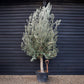 Olive Tree Picual | Olea Europea - Girth 30-36cm - Clear Stem 50-80cm - Height 250-300cm - 70lt