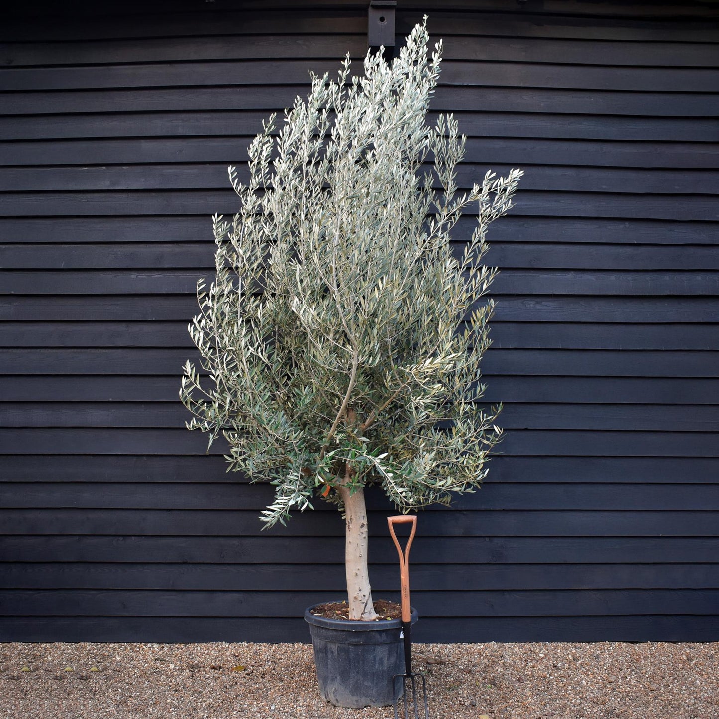 Olive Tree Picual | Olea Europea - Girth 30-36cm - Clear Stem 50-80cm - Height 250-300cm - 70lt