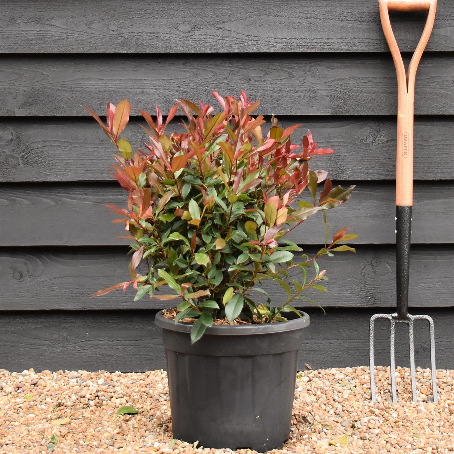 Photinia x fraseri Robusta Compacta - Ball - Height 40cm - 18lt