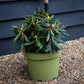 Rhododendron 'Kalinka' - Shrub - Height 60-70cm - 10lt