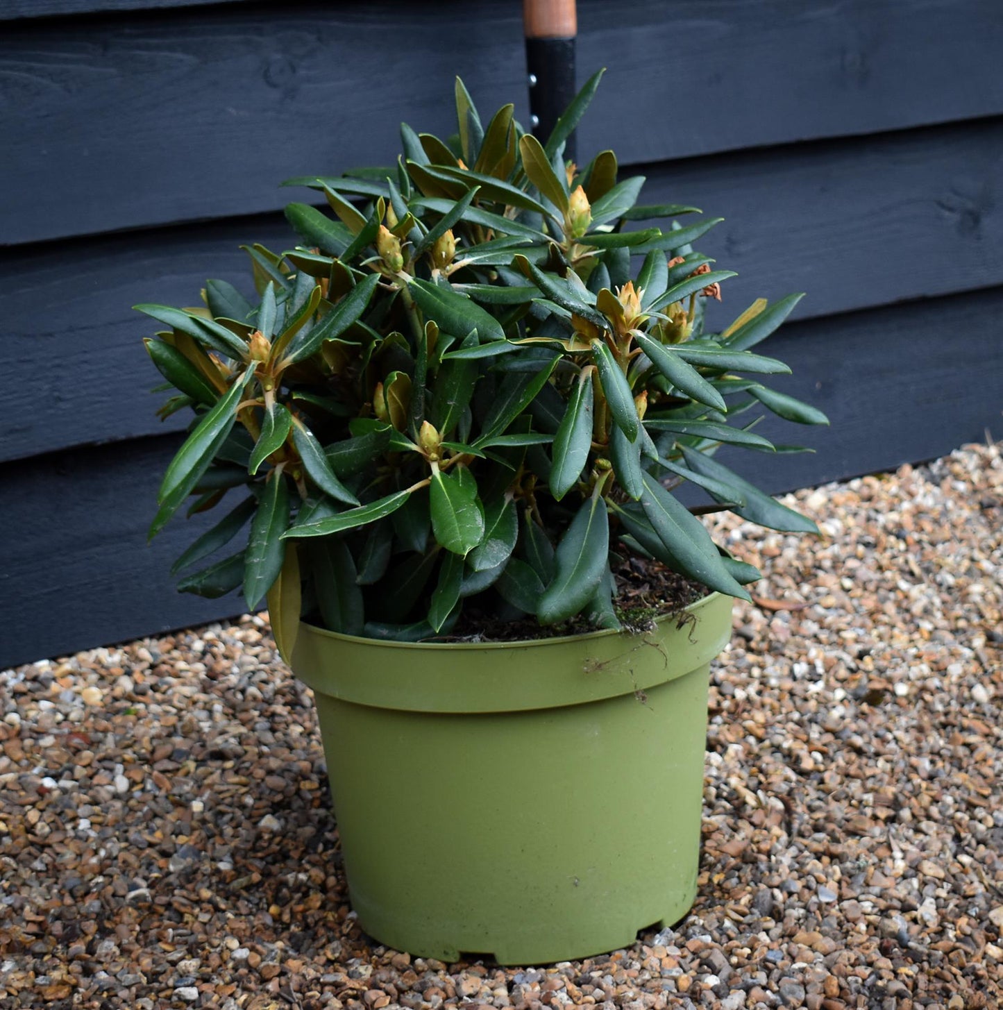 Rhododendron 'Kalinka' - Shrub - Height 60-70cm - 10lt