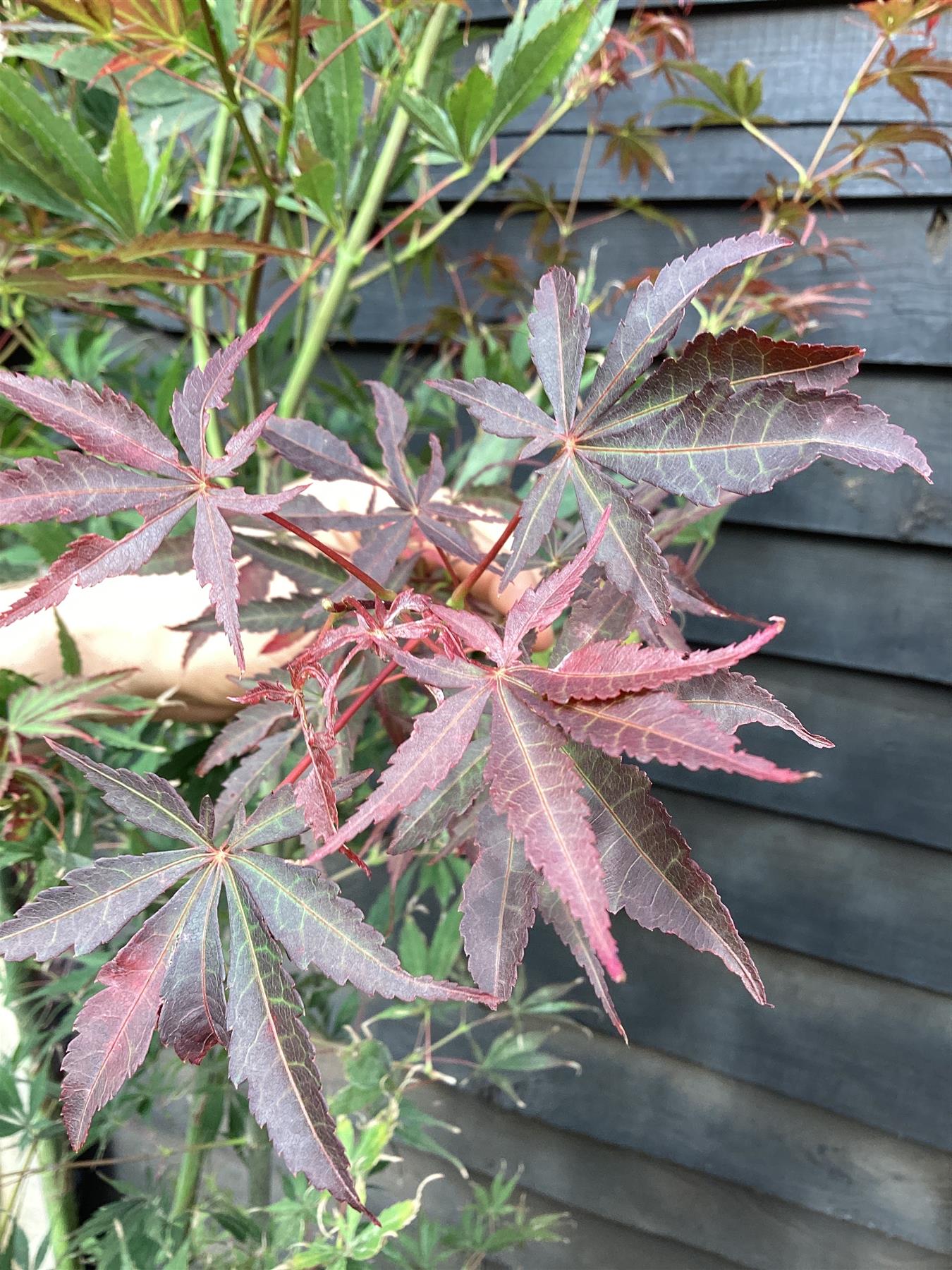 Japanese maple 'Sumi-nagashi' | Acer palmatum  Acer palmatum 'Sumi-nagashi' - Bushy - Height 180-220cm - 35lt