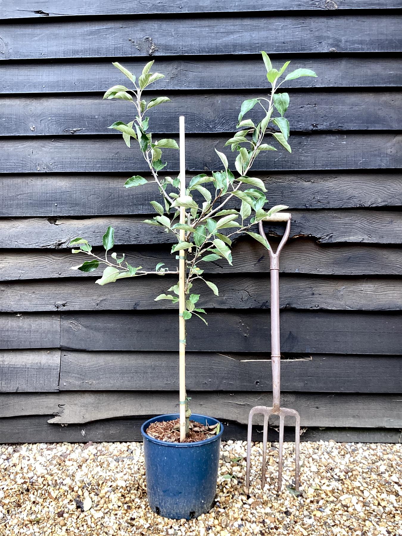 Apple tree 'Red Falstaff' | Malus domestica - M26 - Dwarfing - 140-150cm - 10lt