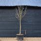 Chinese Date | Ziziphus Jujuba -  Specimen/Mature tree - Height - 300-350cm - 150lt